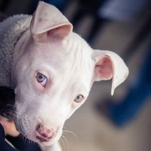 Meet your Posher, Veronica